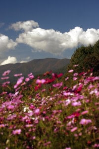 spring mountain harwood franklin, NC