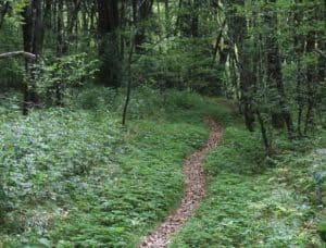 Hiking near Franklin, NC