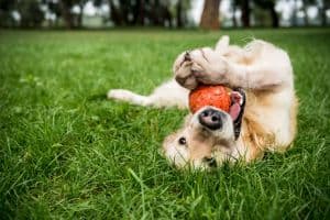 Dog playing in the grass with a ball