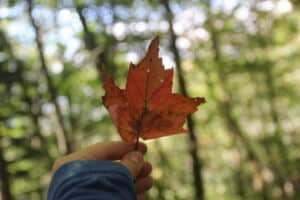 Leaf Hiking Franklin NC